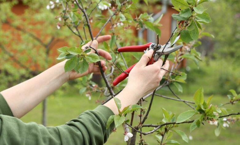 Pruning