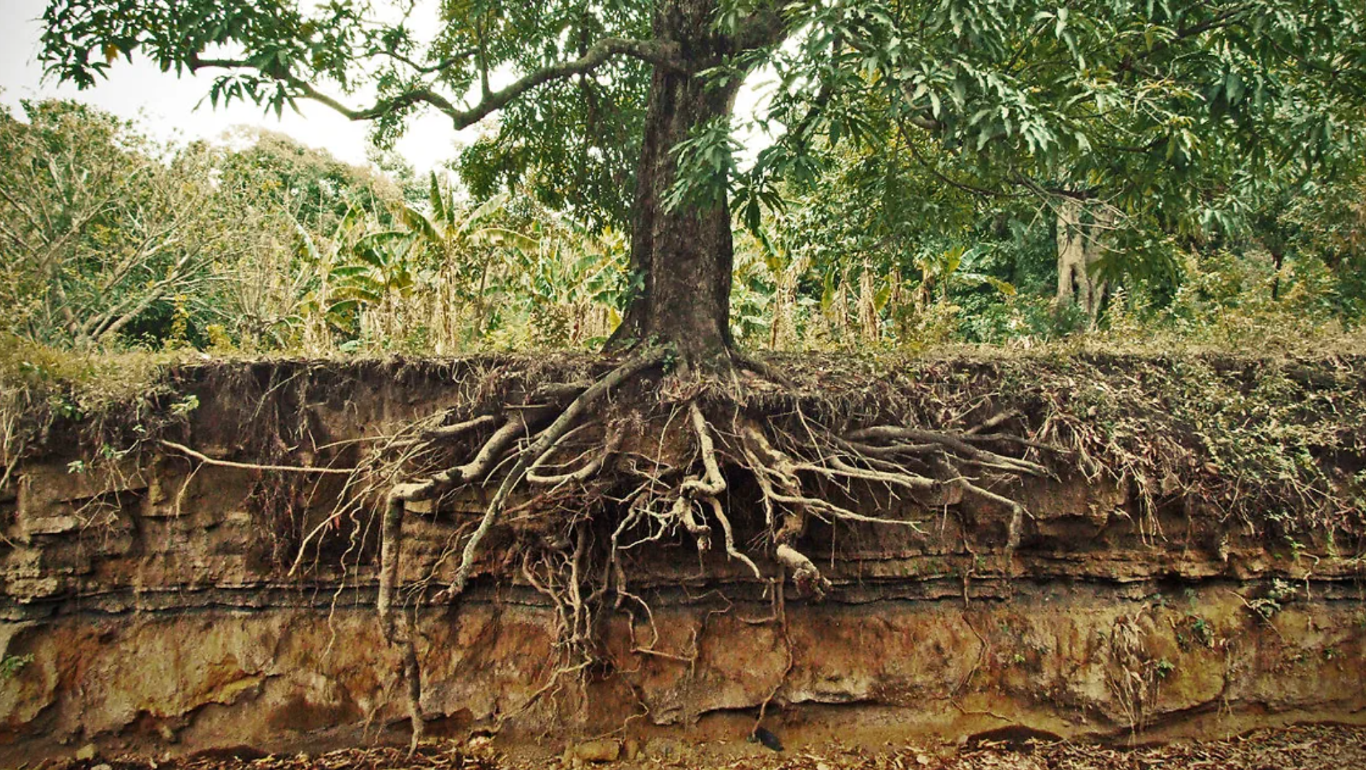 How do Tree Root Barriers Protect Foundations and Sidewalks? - Flypaper ...