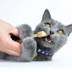 cat's perfect smile