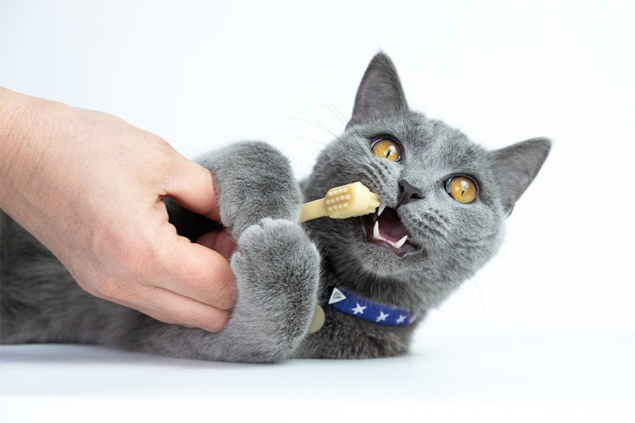 cat's perfect smile