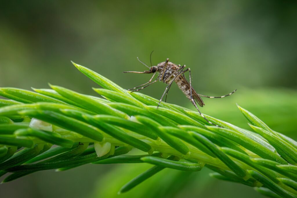Natural Mosquito Control vs. Chemical Treatments: What Works Best in VA Beach?