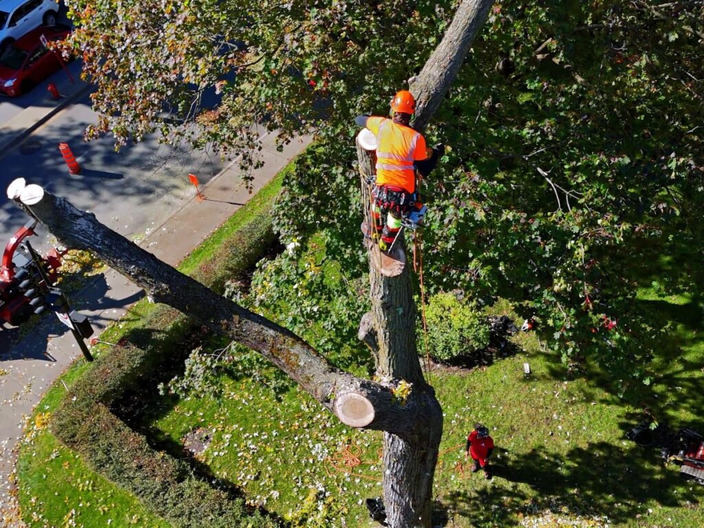 Tactical Trees
