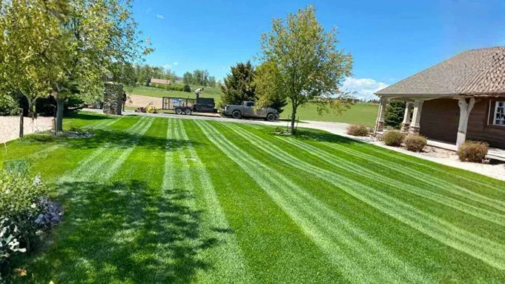 Backyards