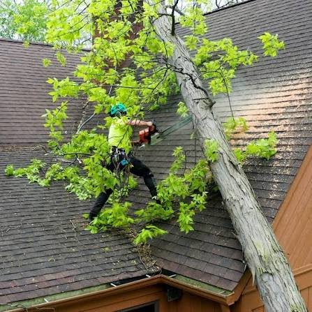 How to Prepare Your Trees for Storm Season in Rock Hill, SC