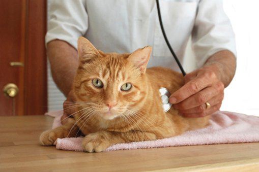 4 Ways Cat Clinics Offer Holistic Approaches To Care